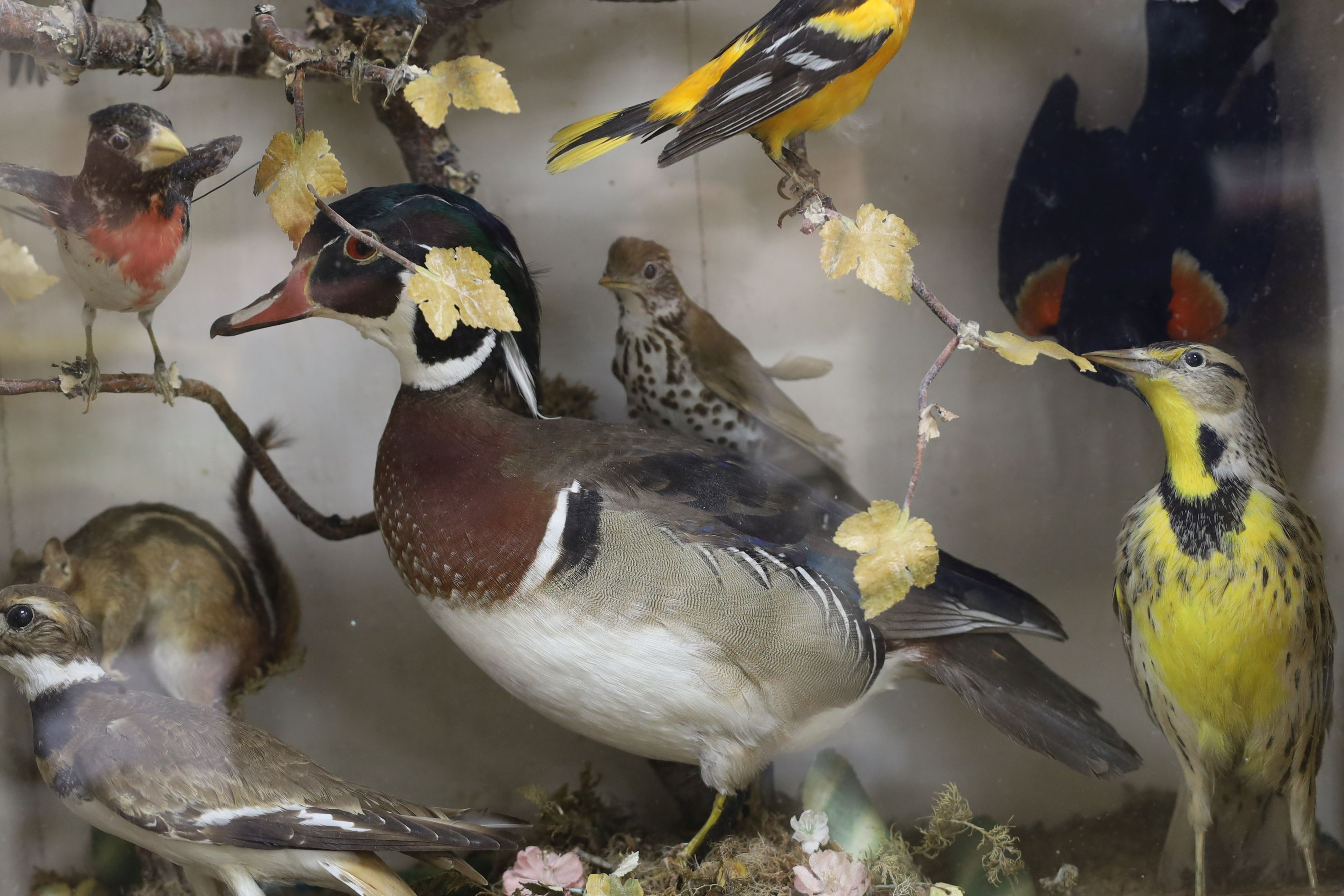 A late 19th / early 20th century North America taxidermy display of Native birds and chipmunk, case width 54cm height 75cm